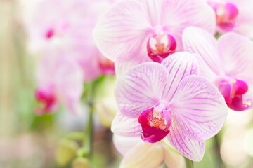 Pink orchid flowers bloomming, Close up