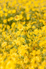 Chrysanthemum indicum Linn flowers with bee