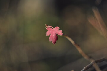 flower of a maple