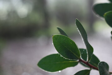 Close up (macro) of green leaves with blurred background