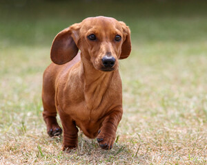 Dachshund
