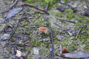 Small mushroom in dense Australia forest 