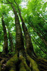 green forest in the morning