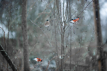 bullfinches on a shadberry branch in winter on a blurred gray-blue background and falling snow