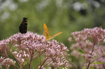 butterfly on flower