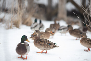 ducks and drakes in winter on the river bank with bare branches and snow and brown background selective focus 