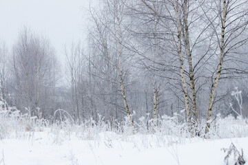 Fototapeta na wymiar landscape of white birch trees and other trees, bushes covered with hoarfrost, winter weather, frozen trees, screensaver selective focus