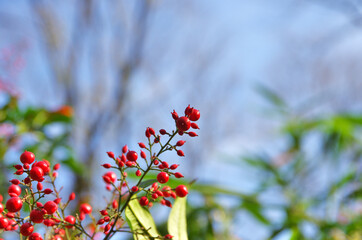 The red berry of japanese plants
