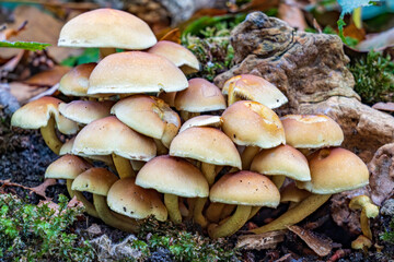 A dead tree stump with sulfur tuft (Hypholoma fasciculare) in the park Ockenburg in The Hague