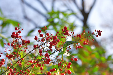 The berry of japanese plants