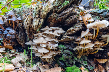 A large dead tree stump with both Fraaisteelmycena or clustered bonnet (Mycena inclinata) and Bundelmycena or late-season bonnet (mycena arcangeliana) in the park Ockenburg in The Hague