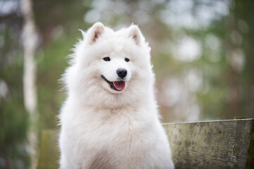 Obraz premium Samoyed white dog is sitting in the winter forest on a bench