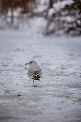 Gruppe von Möwen auf zugefrorenem See