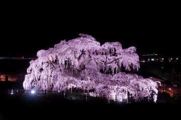 【福島】満開の三春滝桜 夜桜ライトアップ