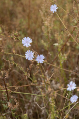 Chicory flower in the meadow grass