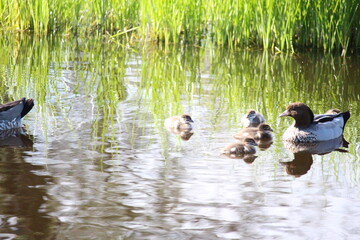 Parent and offspring ducks in pond