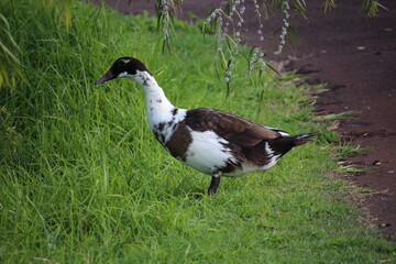 Duck in grass