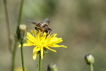 honey bee apis on Meadow salsify Tragopogon pratensis