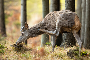 Obraz na płótnie Canvas Red deer, cervus elaphus, scratching on neck with hoof in woodland in spring nature. Stag with new growing antlers standing in forest. Wild animal with a itchy skin under fur.