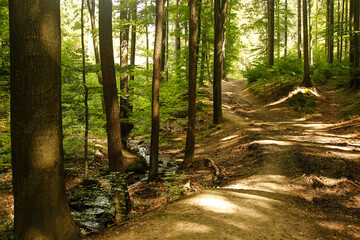 Obraz premium forest road