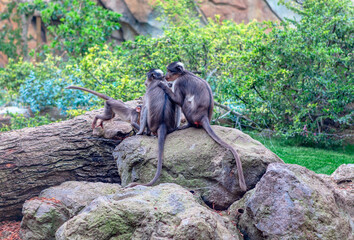 White Crowned Mangabey Monkeys standing on the rocks