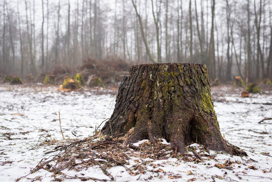 Stump of a cut tree. Cut forest area in winter