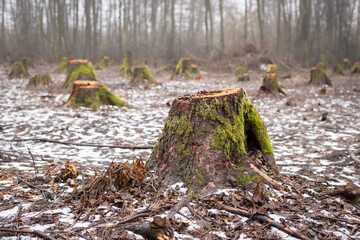 Many stumps of cut tree in woodland. Problem of deforestation