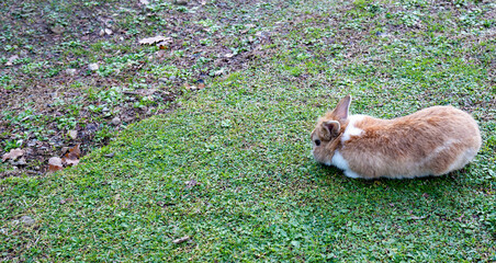 brown rabbit