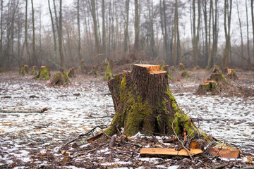 Big stump of an alder tree in cut forest area. Cutting forest in winter