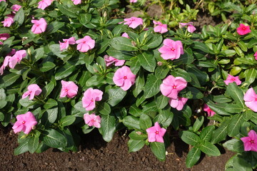 Numerous pink flowers of Catharanthus roseus in mid September