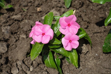 Three pink flowers of Catharanthus roseus in May