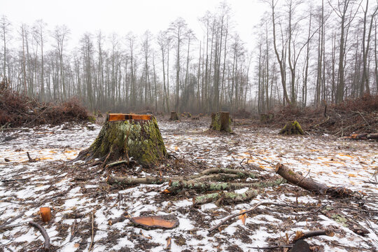 Big stump of an alder tree in cut forest area. Cutting forest in winter
