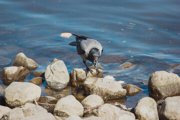 gray crow sits on a stone near water