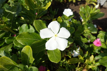 One white flower of Catharanthus roseus in September