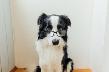 Funny studio portrait of smiling puppy dog border collie in eyeglasses isolated on white...