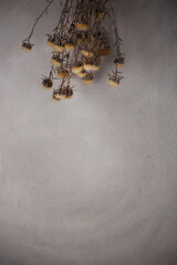 Dried flowers against concrete wall. Dried wild flowers indoor in winter time with copy space.