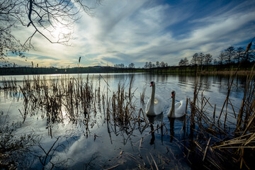 The Love of Two Swans is Eternal