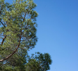 Obraz premium Pine frame with long needles on a blue background. Square format.