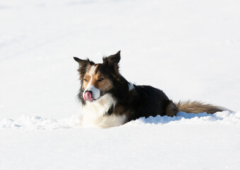 Border Collie im Winter