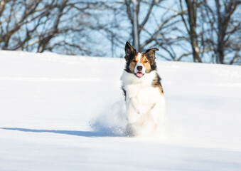 Border Collie im Winter