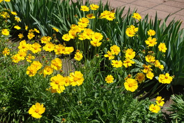 Obraz premium Numerous yellow flowers of Coreopsis lanceolata in June