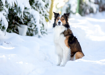 Border Collie im Winter