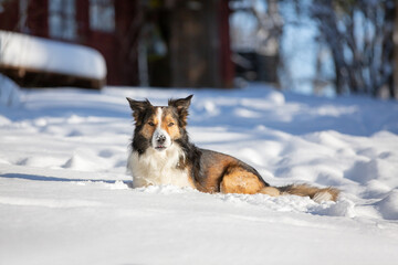Border Collie im Winter