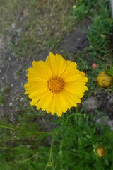 Single yellow flower of Coreopsis lanceolata from above