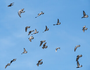 Many pigeons (Columba livia domestica) flying against clear blue sky
