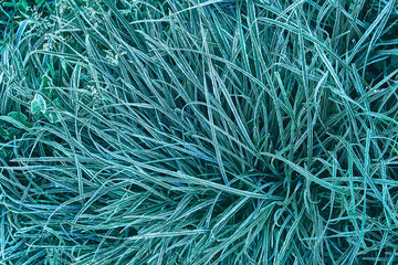 High green grass covered with fresh white hoarfrost growing on garden meadow in cold early autumn morning close upper view