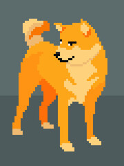 Vector pixel art Shiba Inu dog isolated on gray background.