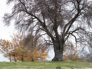 autumn walk around San Lorenzo del Escorial with the colors of autumn.