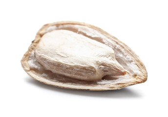 Sunflower seed on white background