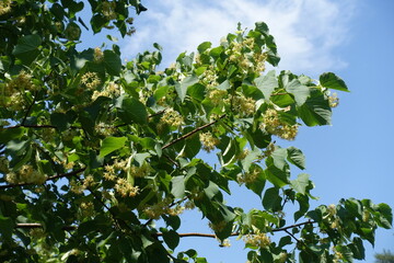 Fototapeta na wymiar Lime tree branches in bloom against blue sky in mid June